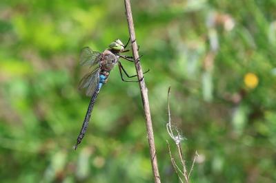 Anax napolitain 