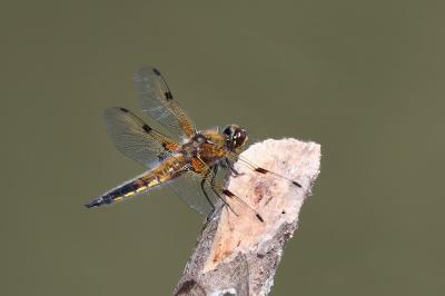 Libellule quadrimaculée 