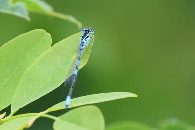 Agrion mignon 