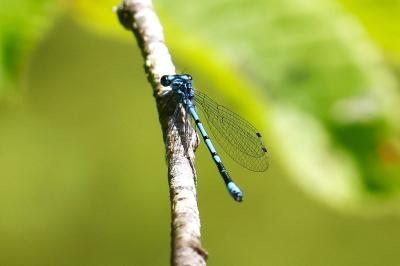 Agrion jouvencelle