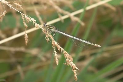 Agrion à larges pattes