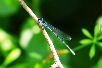 Agrion jouvencelle