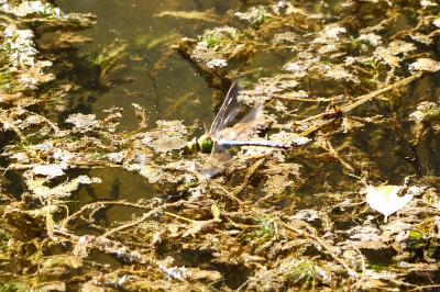 Anax empereur 
