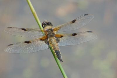 Libellule quadrimaculée 