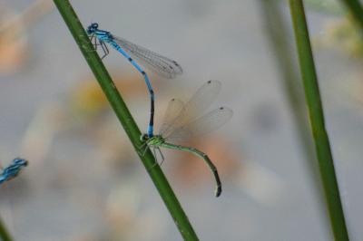 Agrion jouvencelle