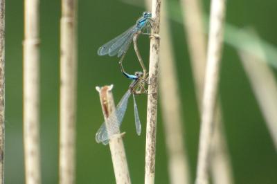Agrion élégant