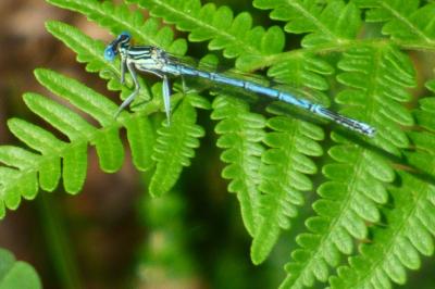 Agrion à larges pattes