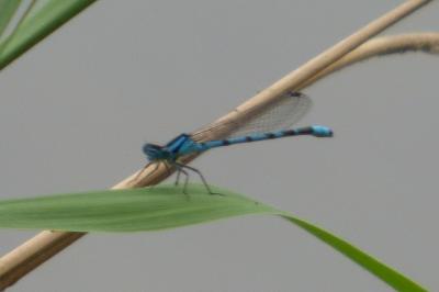 Agrion porte-coupe