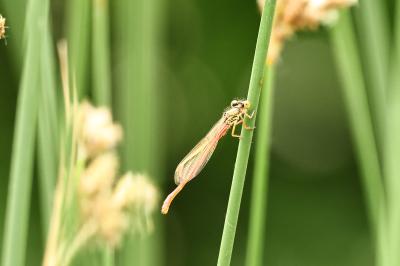 Agrion délicat