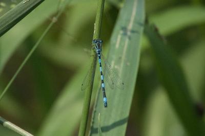 Agrion de Mercure