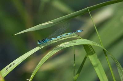 Agrion de Mercure