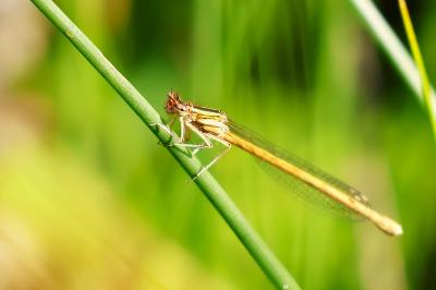 Agrion orangé