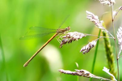 Agrion orangé