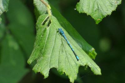 Agrion jouvencelle