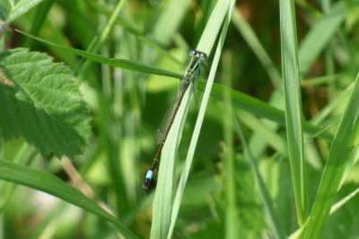 Agrion élégant