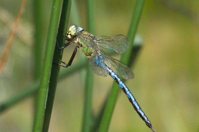Anax empereur 