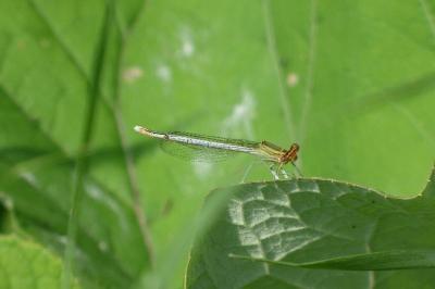 Agrion à larges pattes