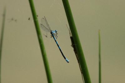 Agrion mignon 