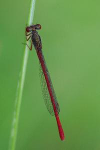 Agrion délicat