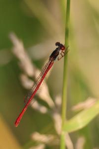 Agrion délicat