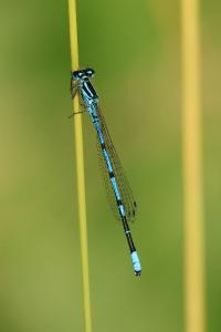 Agrion jouvencelle
