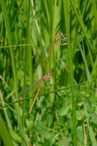 Agrion orangé