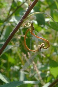 Agrion orangé