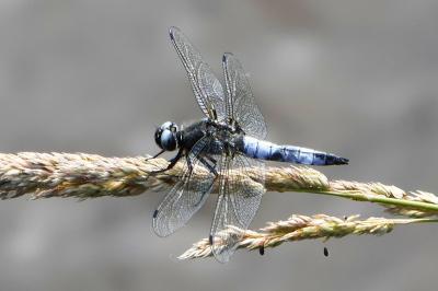 Libellule fauve 