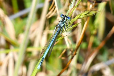 Agrion à larges pattes