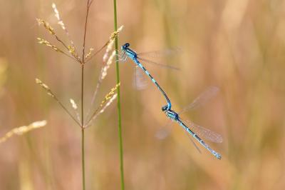 Agrion mignon 