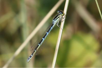 Agrion de Vander Linden