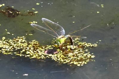 Anax empereur 