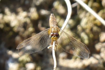 Crocothémis écarlate 