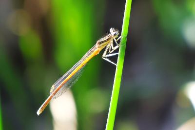 Agrion orangé
