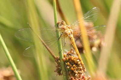 <i>Sympetrum</i>