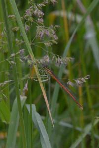 Agrion orangé