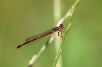 Agrion délicat