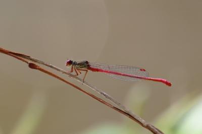 Agrion délicat