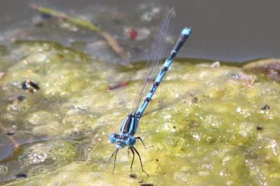 Agrion de Vander Linden