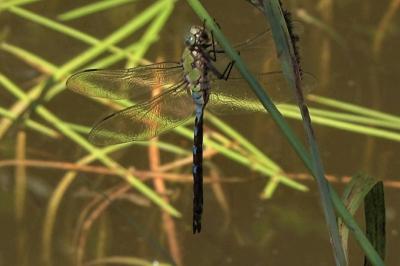 Anax empereur 
