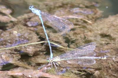 Agrion jouvencelle