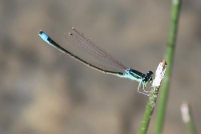 Agrion nain 
