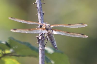 Libellule quadrimaculée 