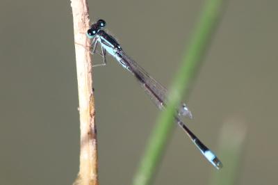 Agrion élégant