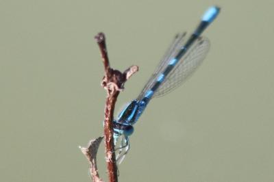 Agrion mignon 