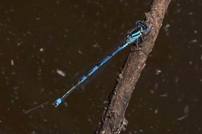 Agrion de Vander Linden