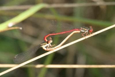 Agrion délicat