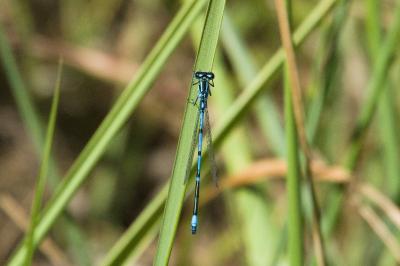 Agrion jouvencelle