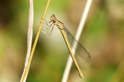 Agrion orangé