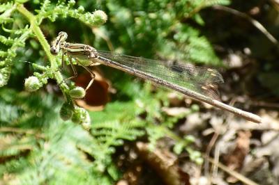 Agrion à larges pattes
